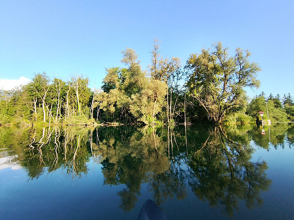 Bewaldete und unverbaute Ufer am Fluss Traun