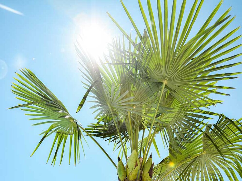 Blick durch die Blätter der Fächerpalme in die Sommersonne